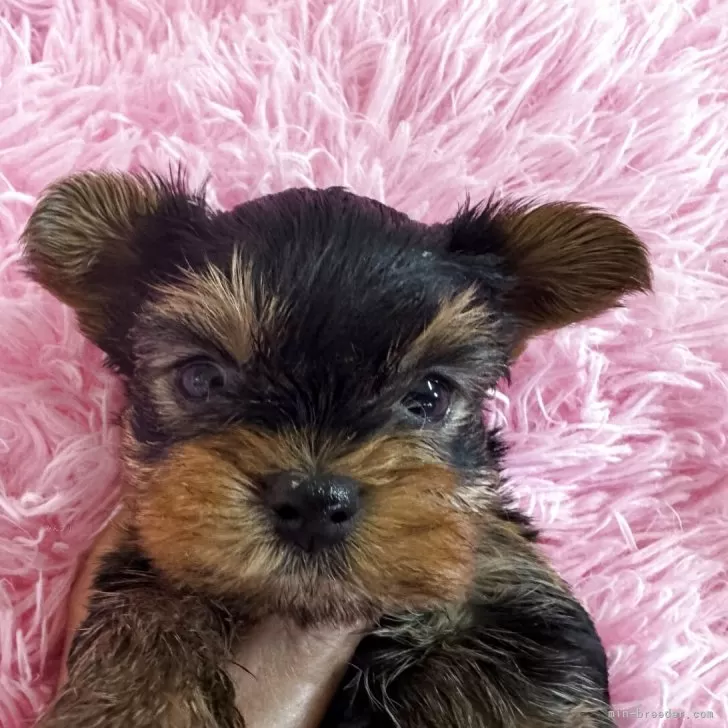 ID：2504-06246の子犬