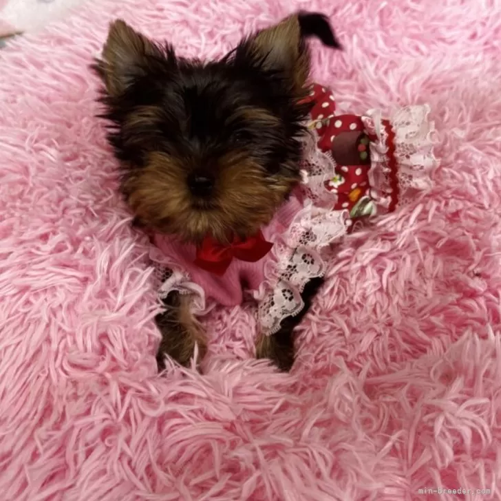 ID：2505-03944の子犬