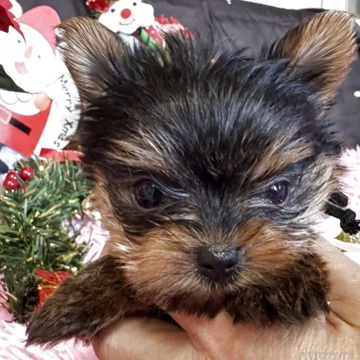 ヨークシャーテリア【群馬県・女の子・2025年9月19日・スティールブルー&amp;タン】の写真1