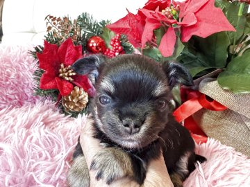 チワワ(ロング)【群馬県・男の子・2025年11月8日・ブラックタン,ホワイトマーキング】の写真「小さな男の子です。」