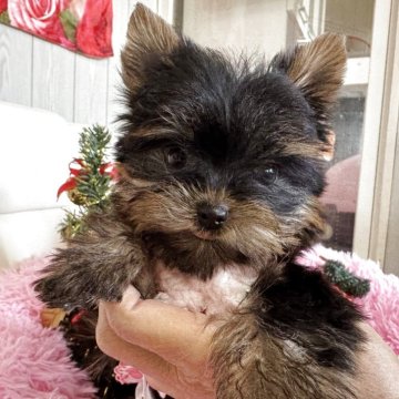 ヨークシャーテリア【群馬県・女の子・2025年9月19日・スティールブルー&タン】の写真「小さな女の子です。」
