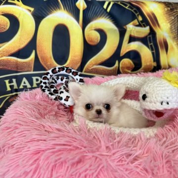 チワワ(ロング)【群馬県・男の子・2024年10月13日・ホワイト】の写真「小さな男の子成犬時1.3kg予想」
