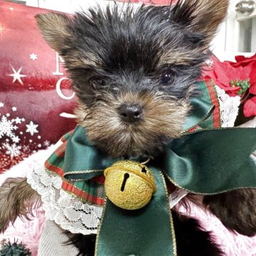 ヨークシャーテリア【群馬県・女の子・2025年9月19日・スティールブルー&タン】の写真「小さな女の子です。」