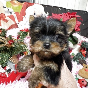 ヨークシャーテリア【群馬県・男の子・2025年9月19日・スティールブルー&タン】の写真「小さな男の子です。」