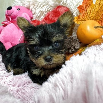 ヨークシャーテリア【群馬県・女の子・2025年9月24日・スティールブルー&タン】の写真「可愛い女の子です。」