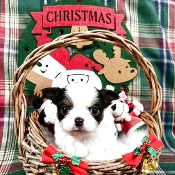 チワワ(ロング)【群馬県・男の子・2025年11月4日・ホワイト、ブラック&タン】の写真「おっとりさんの可愛い男の子」