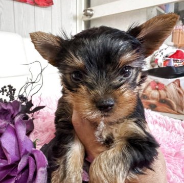 ヨークシャーテリア【群馬県・女の子・2025年9月12日・スティールブルー&タン】の写真「明るい女の子です。」