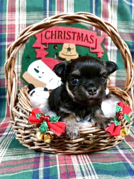 チワワ(ロング)【群馬県・男の子・2025年11月8日・ブラックタン,ホワイトマーキング】の写真「小さな男の子です。」