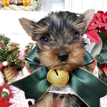 ヨークシャーテリア【群馬県・女の子・2025年9月12日・スティールブルー&タン】の写真「明るい女の子です。」