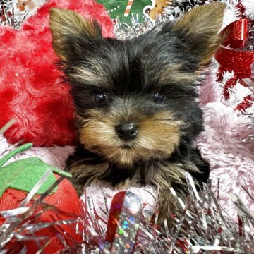 ヨークシャーテリア【群馬県・女の子・2025年9月24日・スティールブルー&タン】の写真「可愛い女の子です。」