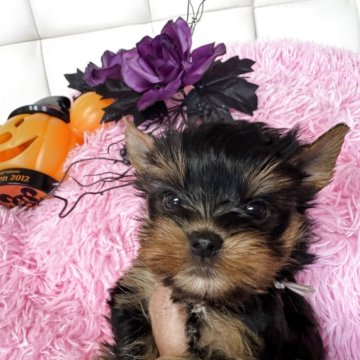 ヨークシャーテリア【群馬県・男の子・2025年9月12日・スティールブルー&タン】の写真「大人しい男の子です。」