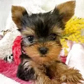 ヨークシャーテリア【群馬県・女の子・2025年11月25日・スティールブルー&タン】の写真1