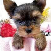 ヨークシャーテリア