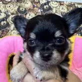 チワワ(ロング)【群馬県・男の子・2024年11月26日・ブラックタン ホワイトマーキング】の写真1