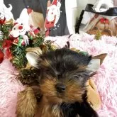 ヨークシャーテリア【群馬県・男の子・2025年9月12日・スティールブルー&タン】の写真1