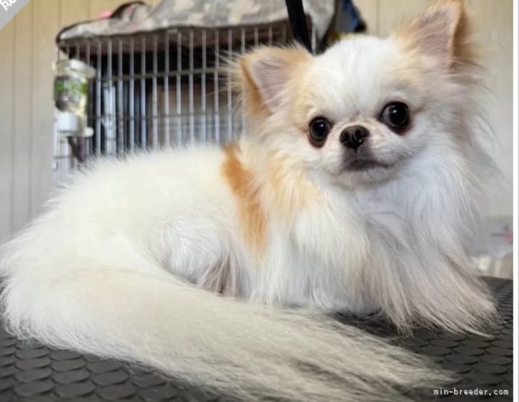 チワワ(ロング)【・男の子・2022年3月1日・ホワイト&クリーム】