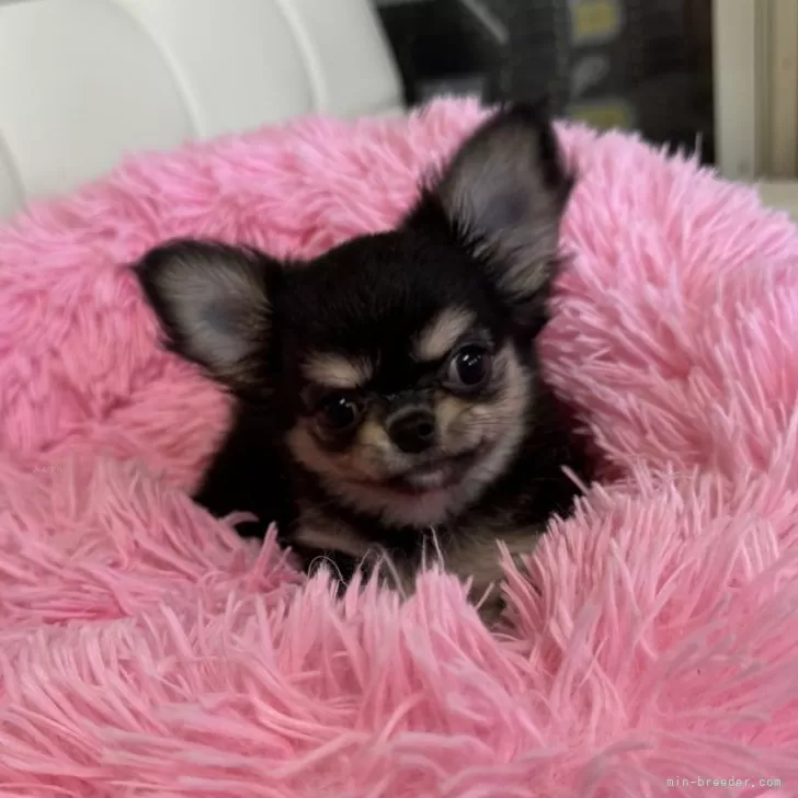 ID：2406-04902の子犬