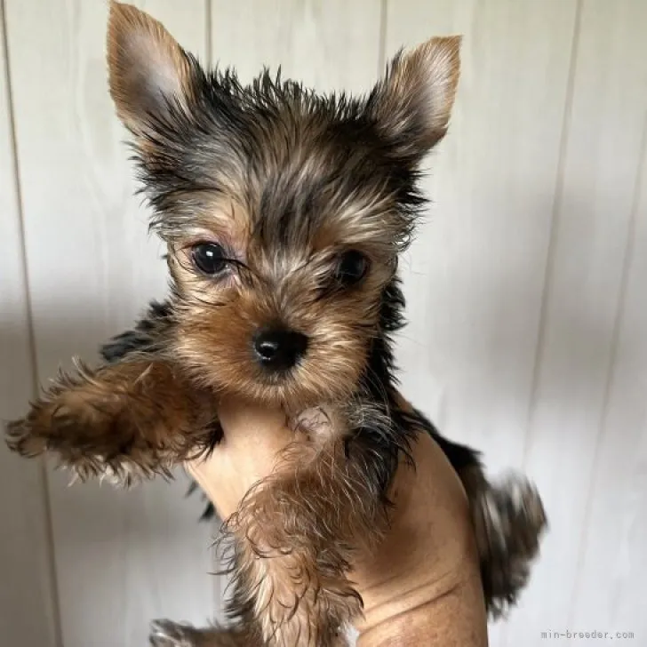 ID:2308-02114の子犬