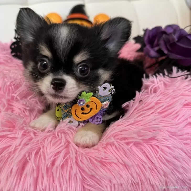 みさみーみ 様のお迎えした子犬