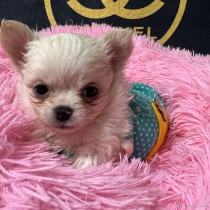 M.K 様のお迎えした子犬