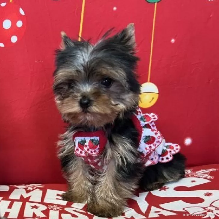 ID:2311-01869の子犬