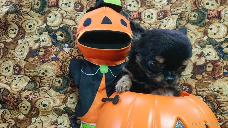 ID：1909-02668の子犬