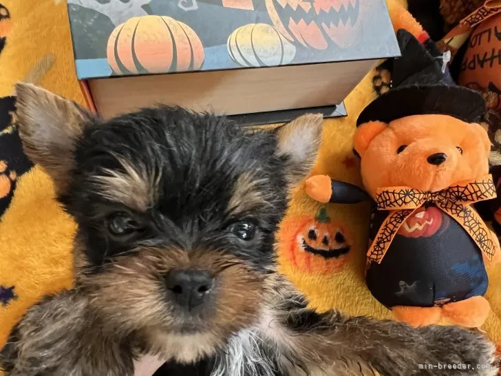 ID：2209-01841の子犬