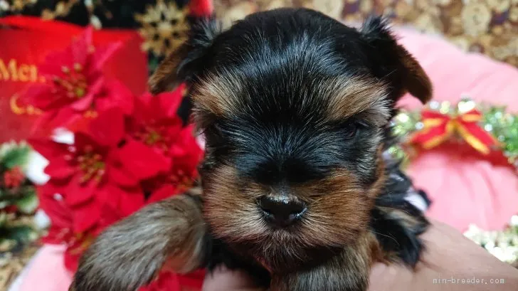 ID：1911-01829の子犬