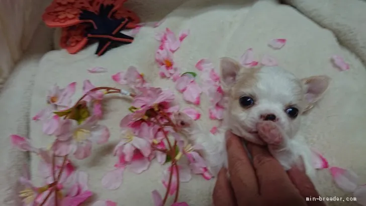 ID：2003-01189の子犬