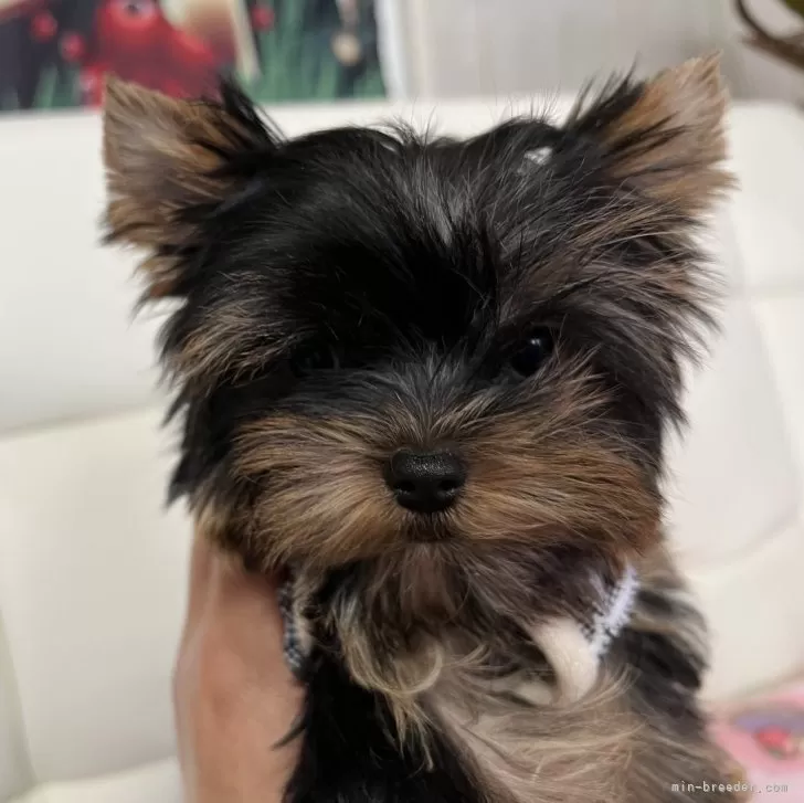 ID:2310-04222の子犬