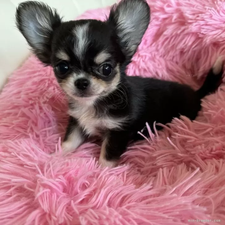 ID:2406-01032の子犬