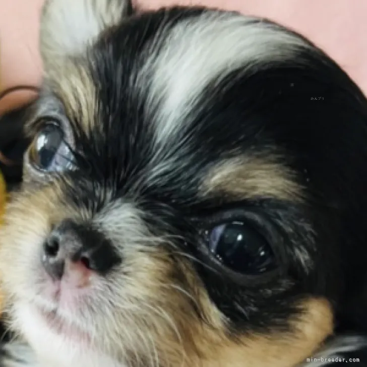 ID：2310-02765の子犬