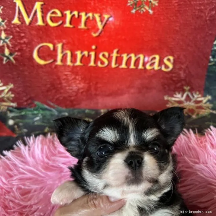 ID:2211-01239の子犬