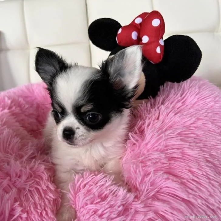 ID：2210-00406の子犬