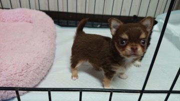 チワワ(ロング)【群馬県・男の子・2019年8月28日・チョコレート&タン ホワイトマーキング】の写真「大人しく、可愛いお顔しています」