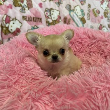 チワワ(ロング)【群馬県・女の子・2024年2月29日・クリーム&ホワイト】の写真「お値段交渉okです。」