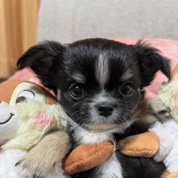 チワワ(ロング)【群馬県・男の子・2024年4月23日・ブラックタン ホワイトマーキング】の写真「小さく甘えん坊の男の子です。」