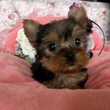 ヨークシャーテリア【群馬県・女の子・2022年7月4日・ダークスティールブルー&タン】の写真「素敵なご家族様に決まりました。」