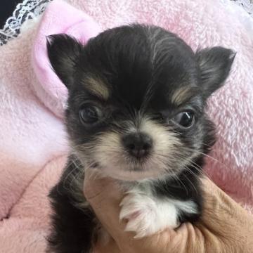 チワワ(ロング)【群馬県・女の子・2022年6月18日・ブラックタン ホワイトマーキング】の写真「両親遺伝子検査クリア　極小」