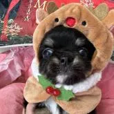 チワワ(ロング)【群馬県・男の子・2022年11月1日・ブラックタン】の写真1「12月5日現在」