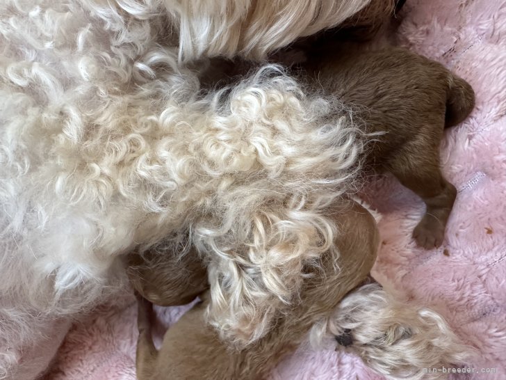 井伊紀世子ブリーダーのブログ：5月6日可愛い男の子2匹誕生しました。