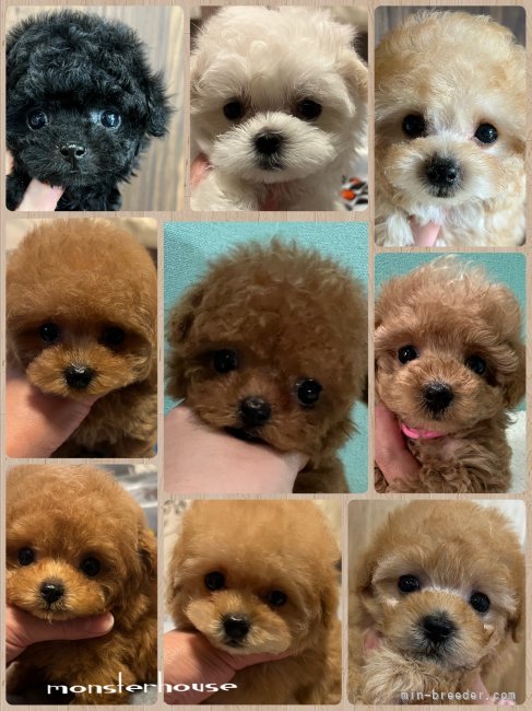 巣立って行った可愛い子犬達♥️｜佐藤　亜佳子(さとう　あかね)ブリーダー(徳島県・トイプードルなど・JKC登録)の紹介写真5