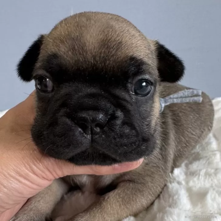 フレンチブルドッグ【徳島県・男の子・2025年10月13日・フォーン】の写真1