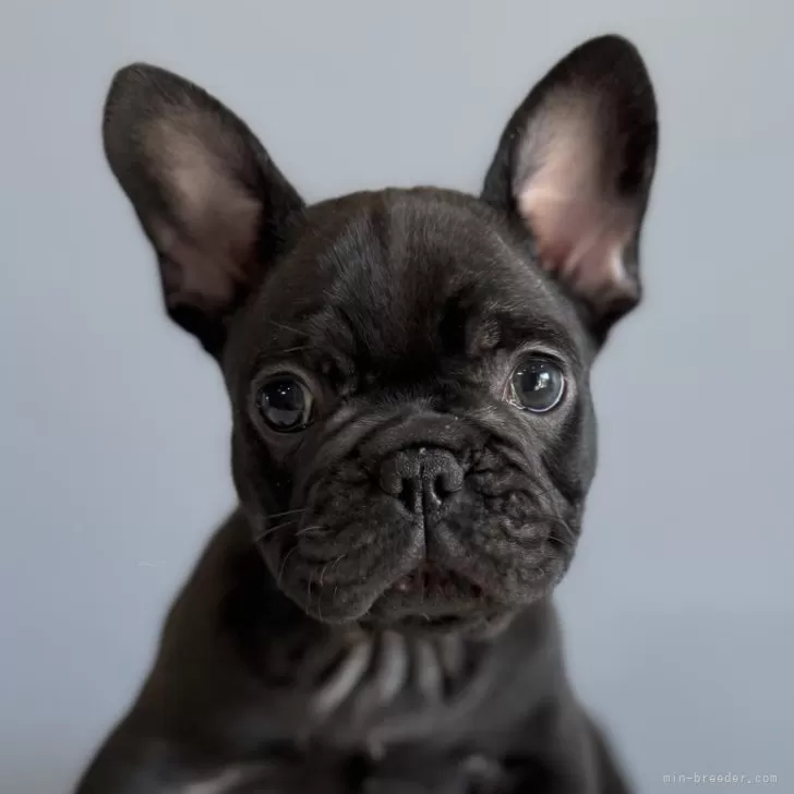 ID:2411-05474の子犬