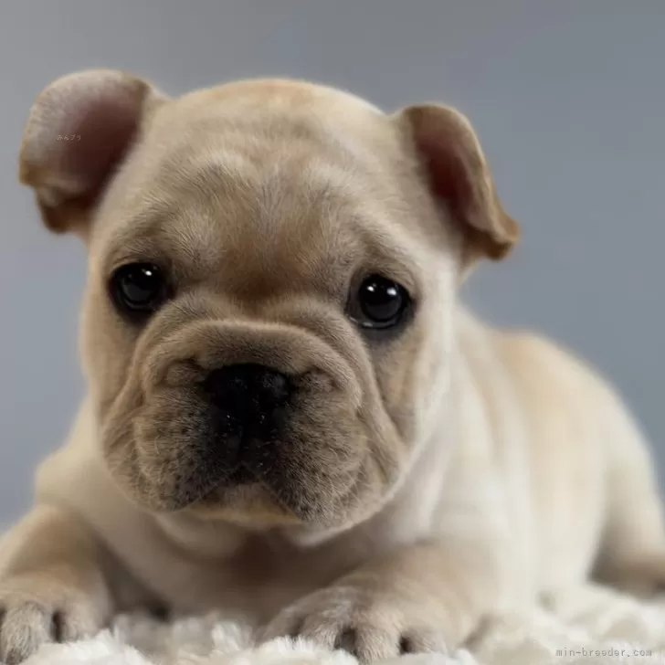 ID：2503-03952の子犬