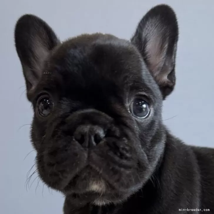 M.K 様のお迎えした子犬