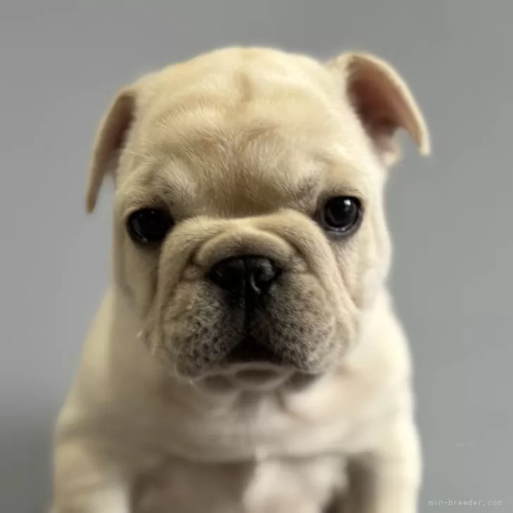 ID:2501-07537の子犬