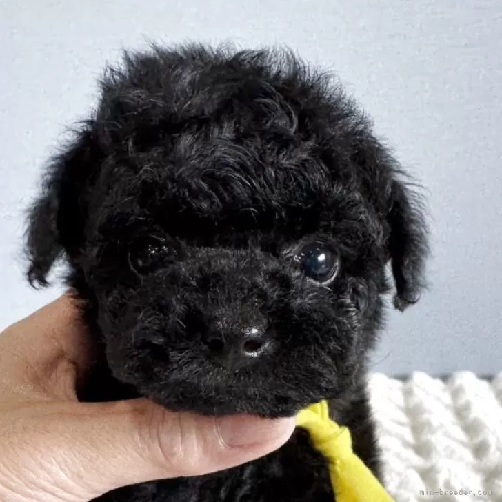 ID：2506-07165の子犬