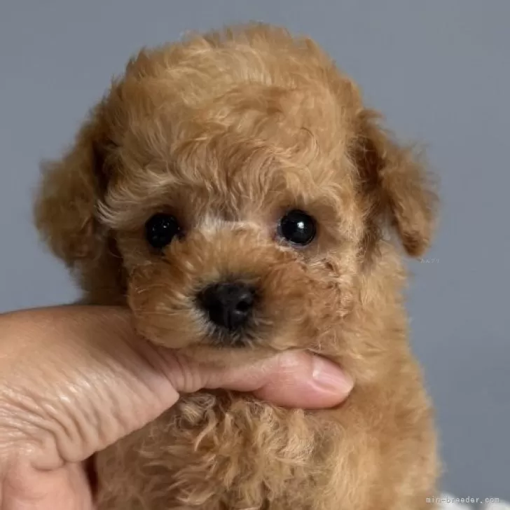 ID:2509-06458の子犬