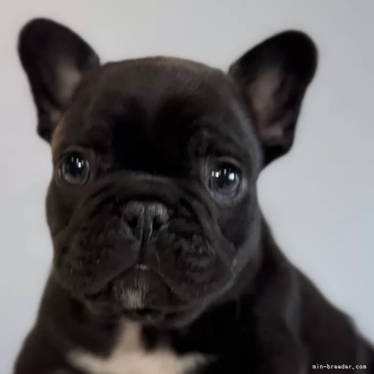 ID：2503-03956の子犬